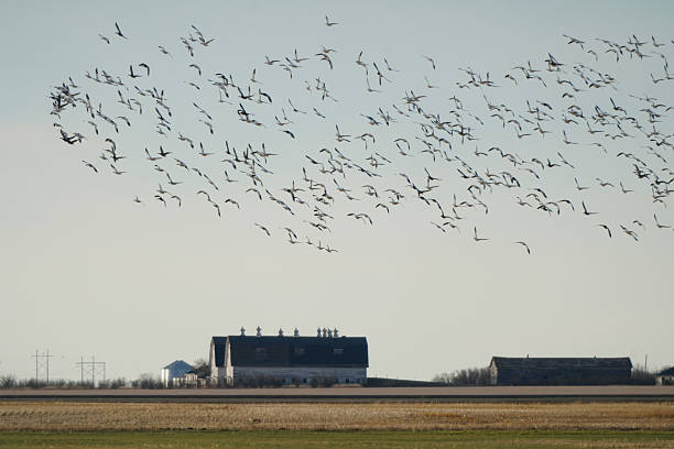 Large flock of snow geese flying over farm buildings in open prairie landscape