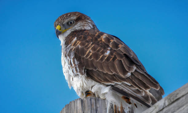 istock Ferruginous hawk perched on a wooden fence post against clear blue sky 2202524393