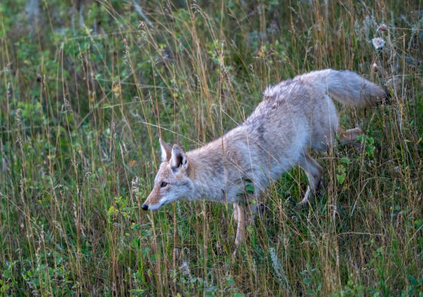 istock Coyote prowling through tall grass in the wild 2202525122