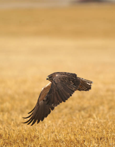 istock Swainson's hawk gliding over golden field 2202525124