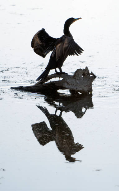 istock Cormorant drying its wings on a branch in the water 2202525127