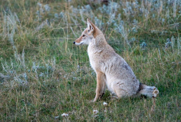 Coyote sits attentively in a grassy field, its ears perked and eyes focused, embodying the essence of wild alertness