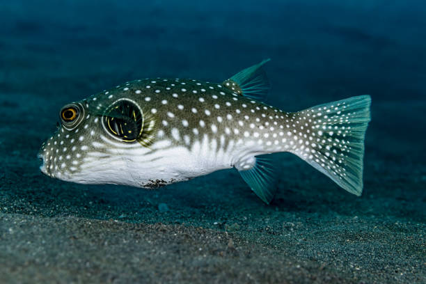 A serene underwater scene featuring a small school of pufferfish gliding gracefully through the clear blue sea. Captured in natural light, this image evokes a sense of calm, balance, and the quiet beauty of marine life beneath the surface. Perfect for themes of tranquility, nature, and harmony.