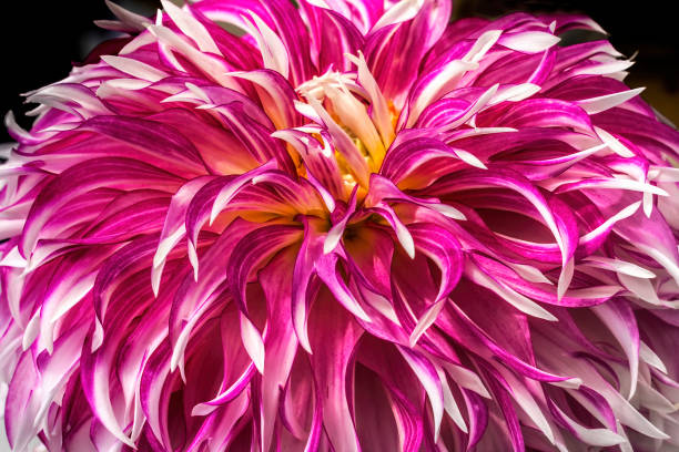 istock Purple White Cactus Dahlia Flower Bellevue Washington 2202525523