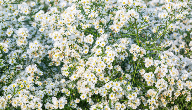 istock White flower backdrop,White flower field,White flowers as a background. View from above. Blooming season.  Colors as background and wallpaper. A field of flowers. Blurred background. 2202525666