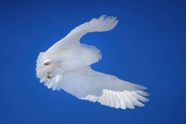 Majestic snowy owl soaring through the vibrant blue sky, showcasing its impressive wingspan and powerful flight
