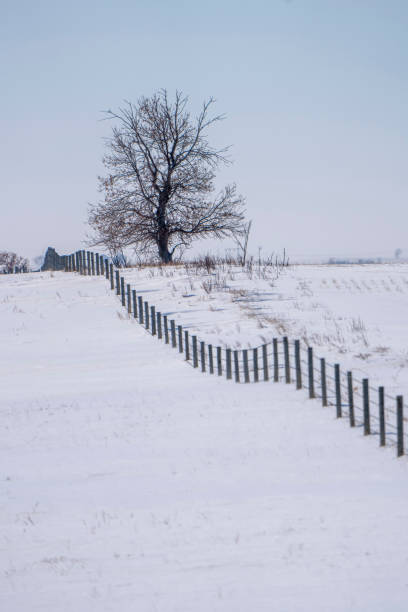 istock Wire fence meandering through a snowy landscape with a bare tree 2202526672