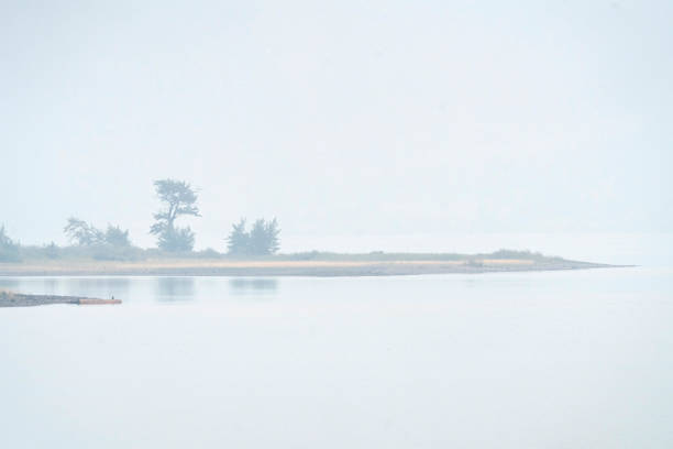Fog covering the shore and trees by the lake on a misty morning