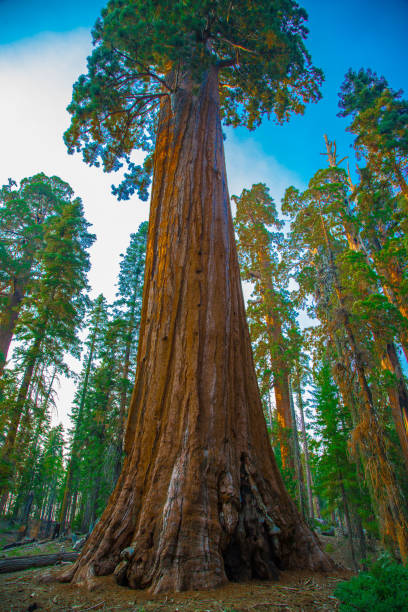 istock Towering  sequoia trees In Sequoia National Park California. 2202527055