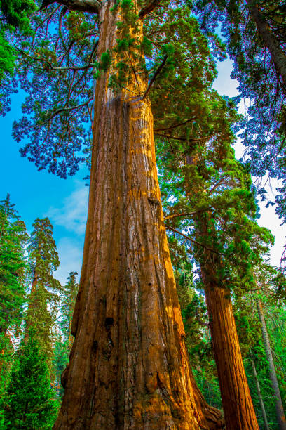 istock Towering  sequoia trees In Sequoia National Park California. 2202527056
