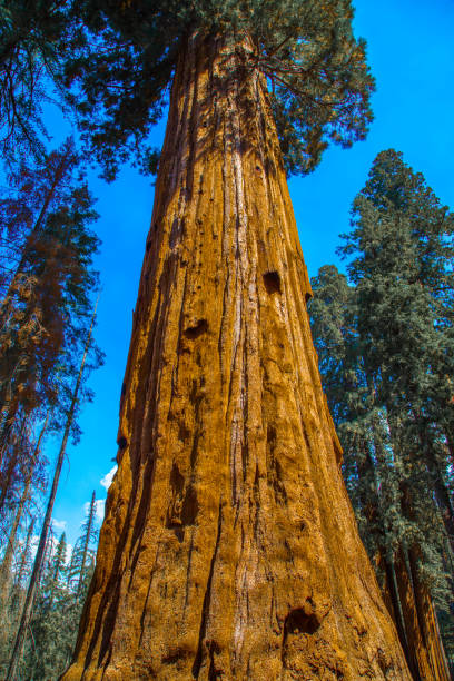 Towering majestic sequoia trees reaching skyward with massive trunks where groves of surrounding trees are dwarfed by their size under a clear blue sky in Sequoia National Park.
