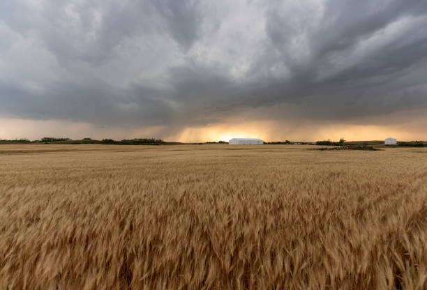 istock Storm clouds gathering over a golden wheat field 2202527952