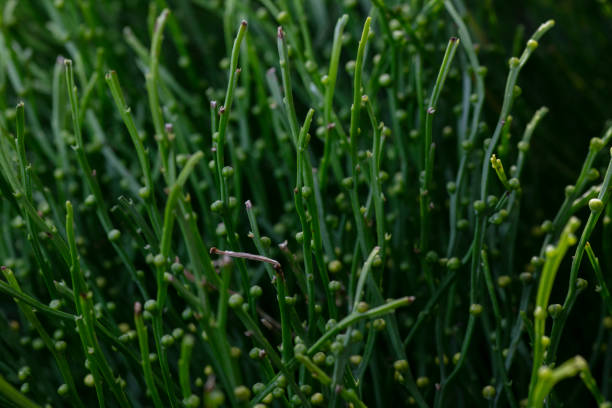 istock skeleton fork fern -Psilotum nudum 2202528172