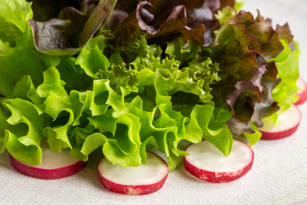 Fresh green salad with radish