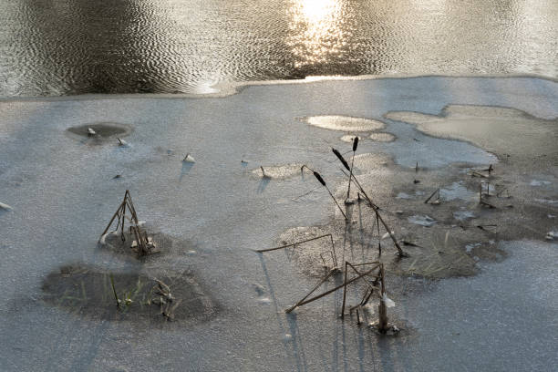 istock frozen river with aquatic plants in the evening sun 2202530066
