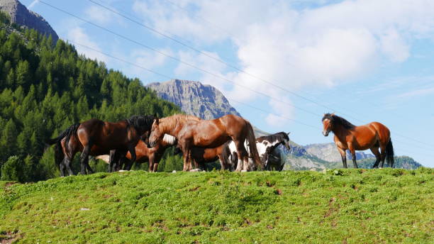 istock The Fassa Valley in the Dolomites (Trentino, northern Italy) 2202530630