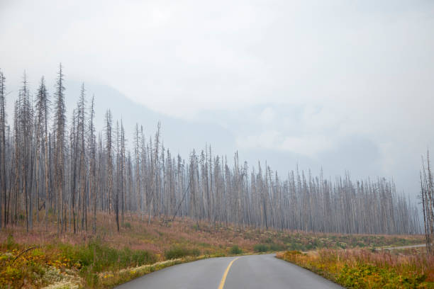 istock Empty road passing through a burned forest in glacier national park 2202530807