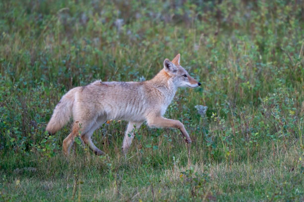 istock Coyote trotting through a grassy field at dawn 2202532002