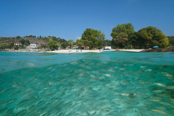 istock Atlantic coast beach with a school of fish underwater Spain 2202532597