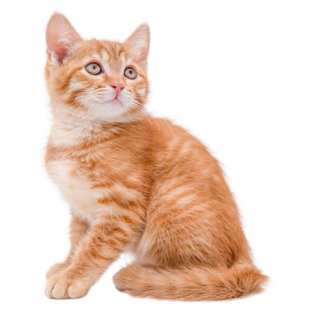 istock cute red kitten isolated on white background 2202534330