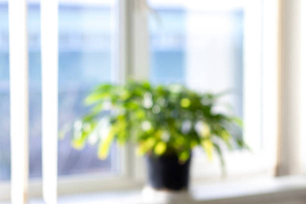 A flower in a pot on the window creates a shadow on the curtain. Focus on plant.