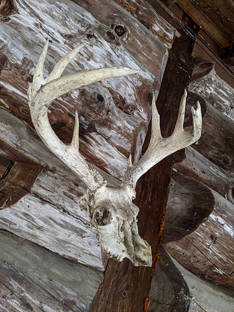 istock Deer Skull and Antlers Display Mounted on Rustic Wood Wall 2202536167