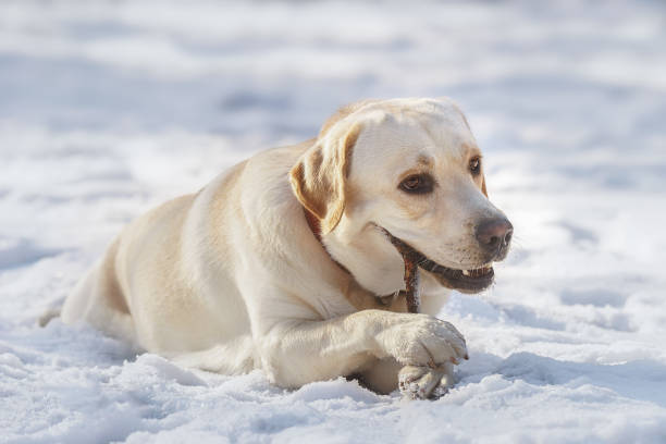 Labrador sitting in the snow.
