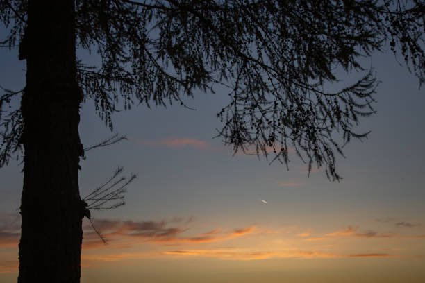 Beautiful sunset bright colorful clouds sky and pine tree trunk and branches. Silhouette background in evening time at rural season field with no people. Natural colors