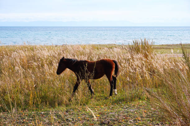 A serene scene featuring a brown horse wandering through tall golden grasses near a calm shoreline. The backdrop includes a tranquil sea and distant mountains under a clear sky.