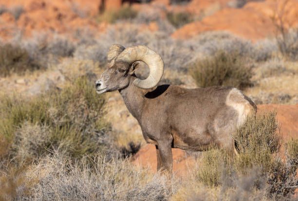 istock Desert Bighorn Sheep Ram in the Nevada Desert 2202539246