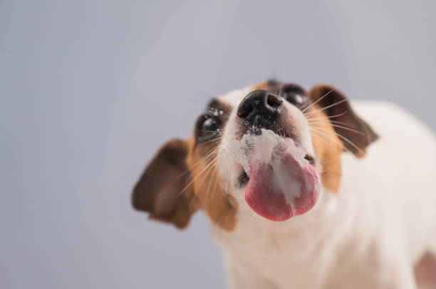 istock Jack Russell Terrier Dog Licking Glass. 2202539745
