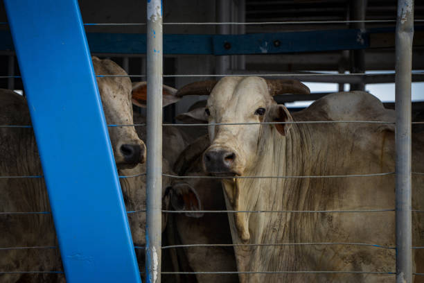 istock Cattle inside a ferry waiting to cross the Madeira river 2202545236
