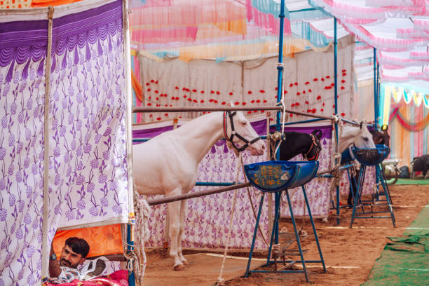 Pushkar, Rajasthan, India - November 11, 2024:  A vibrant horse stable setup at a cultural fair in Rajasthan, showcasing decorated horses, colorful tents, and a caretaker resting in a serene and lively environment.