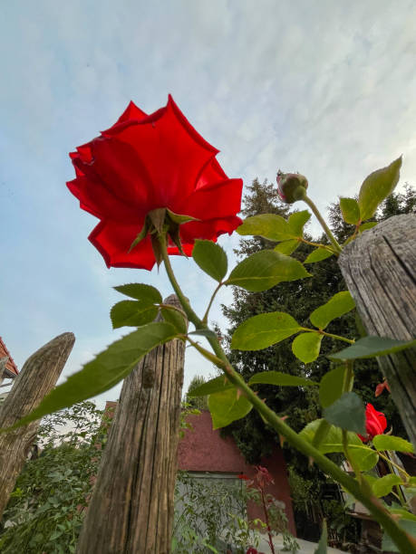 A vibrant red rose captured from a low-angle perspective against a cloudy sky. Green leaves and a budding flower accompany the main bloom, with a rustic wooden fence in the foreground.