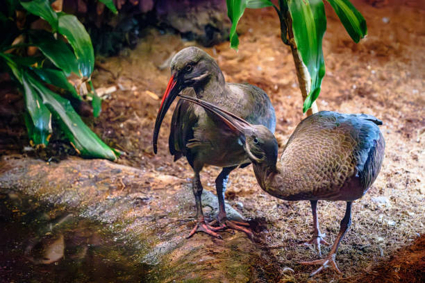 Juvenile hadeda ibis is begging its mother to feed it. The species is native to Sub-Saharan Africa.