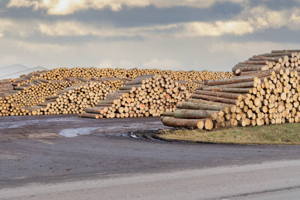 istock Large Stack of Cut Logs in Timber Yard Under Cloudy Sky. Deforestation and Logging Industry: Massive Wood Storage. 2202549712