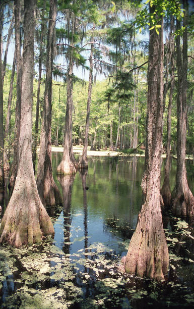 istock Cypress Trees in a Florida swamp 2202551916
