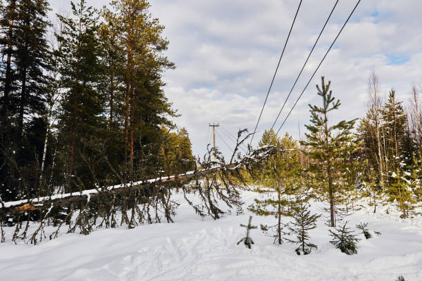 istock Tree impingement on high voltage lines poses electrical safety threat without conductor breakage ground proximity elevates shock risk in rural environment necessitating immediate mitigation. 2202552900