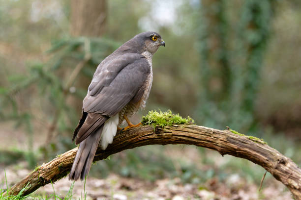 istock Female sparrowhawk in the woods 2202553124