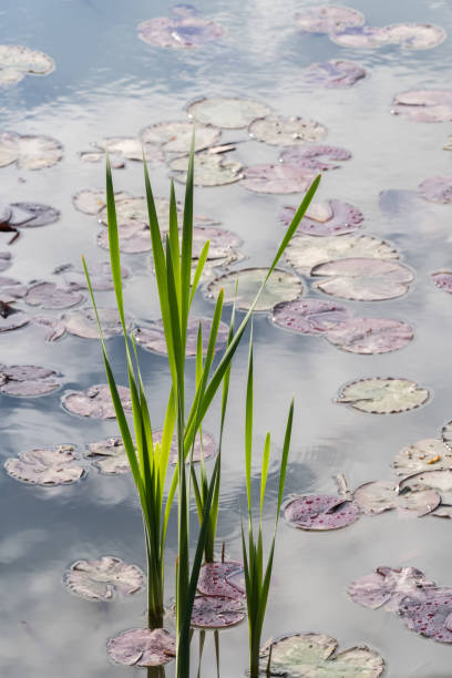 Close-up of Tall Cat-tails (Typha latifolia).