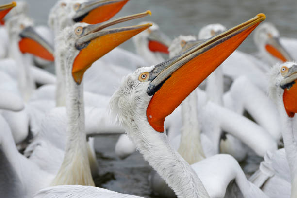 istock group of dalmatian pelicans 2202553186