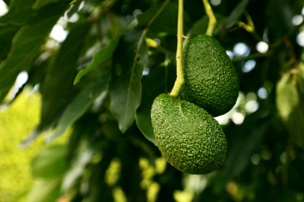 istock Green ripe Hass avocados on tree 2202556549