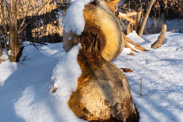 istock Old oak tree felled by beavers 2202559033