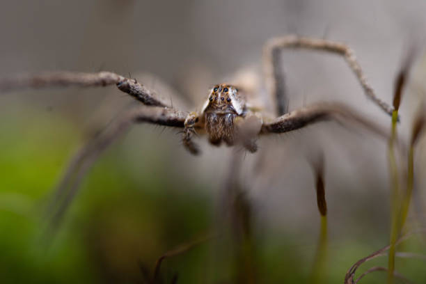 Salticidae or small hairy jumping spiders