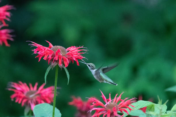 istock Hummingbird at a Flower 2202562218