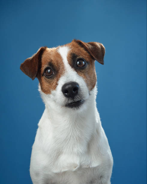 istock Jack Russell Terrier with a slight smirk on blue background 2202563560
