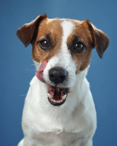 istock Jack Russell Terrier with tongue out on blue background 2202563562