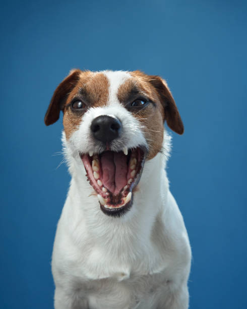 istock Jack Russell Terrier laughing on blue background 2202563566