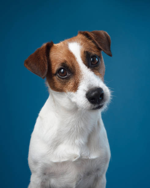 istock Jack Russell Terrier looking attentive on blue background 2202563572