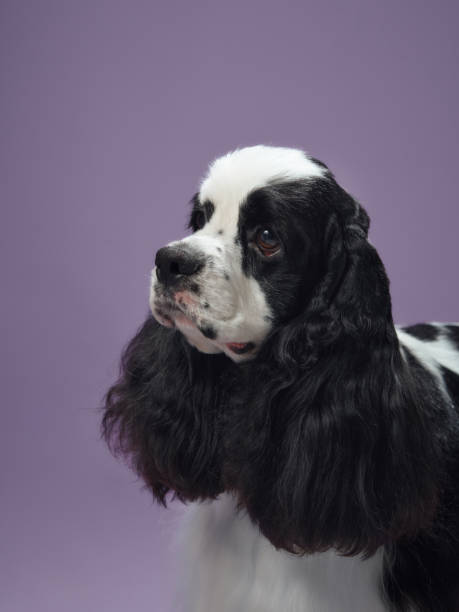 istock American Cocker Spaniel portrait on purple background 2202563588
